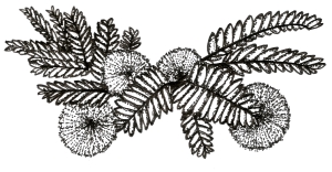 IOM Acacia